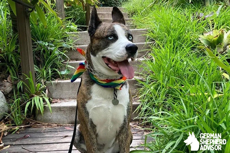 Boxer Husky Mix