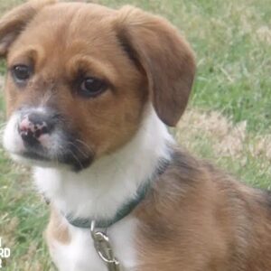 Boxer Jack Russell mix