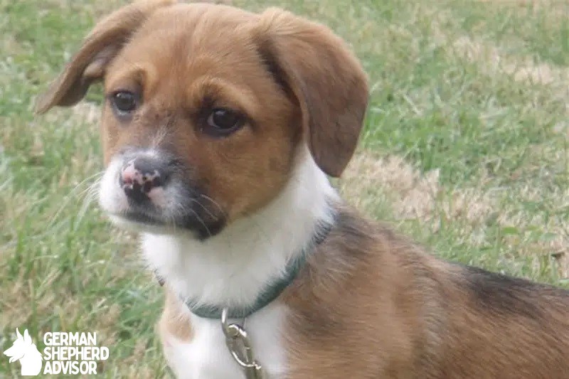 Boxer Jack Russell mix