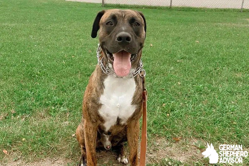 Boxer Mastiff Mix