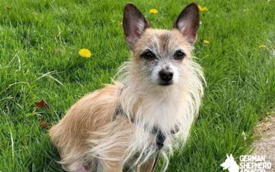 Cairn Terrier Chihuahua mix: Welcome Toxirn dog