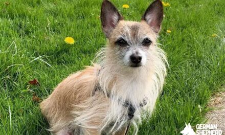 Cairn Terrier Chihuahua mix: Welcome Toxirn dog