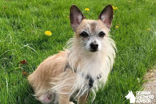 Cairn Terrier Chihuahua mix