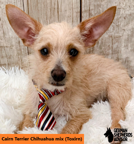 Cairn Terrier Chihuahua mix