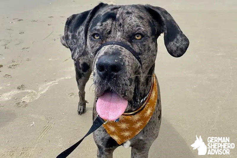 Cane Corso Great Dane Mix