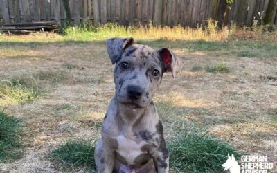 Catahoula Leopard and Pitbull mix dog Breed Info: Pitahoula