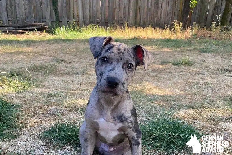 Catahoula Leopard and Pitbull mix dog Breed Info: Pitahoula