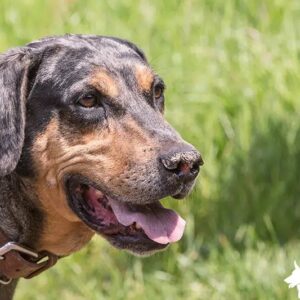 Catahoula Rottweiler Mix