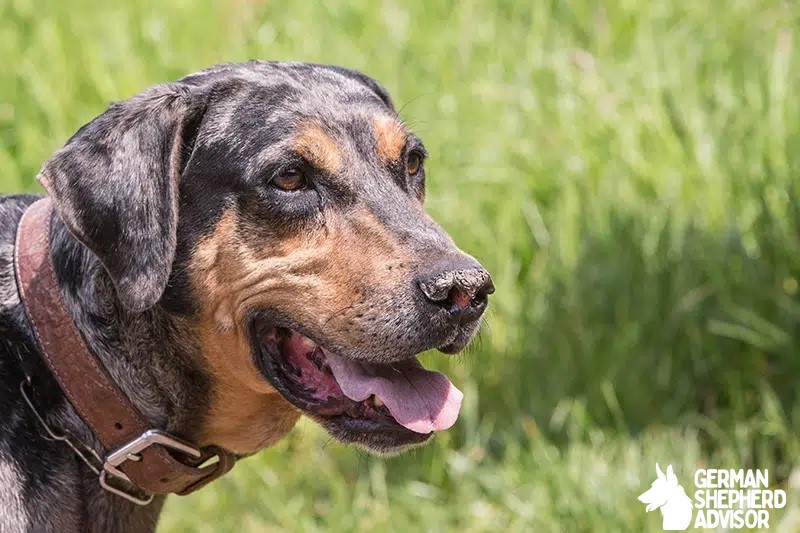 Catahoula Rottweiler Mix