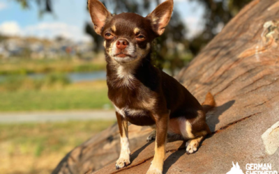 Chihuahua Australian Shepherd Mix: Aussie Chi dog