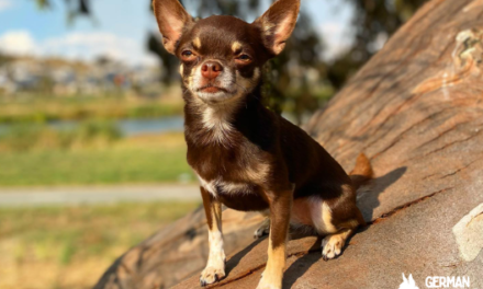 Chihuahua Australian Shepherd Mix: Aussie Chi dog