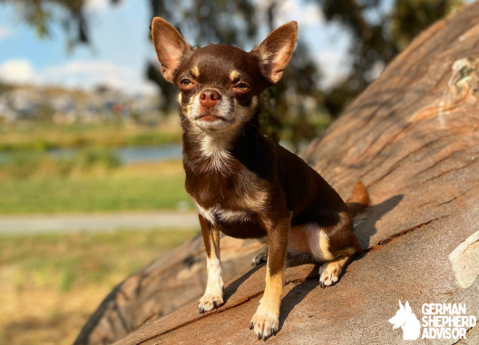 Chihuahua Australian Shepherd Mix: Aussie Chi dog