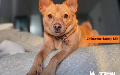 Chihuahua Basenji Mix: The Ultimate Guide