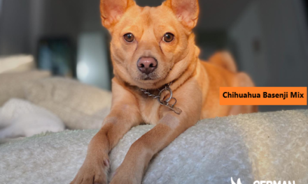 Chihuahua Basenji Mix: The Ultimate Guide