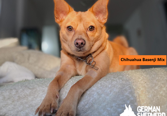 Chihuahua Basenji Mix: The Ultimate Guide