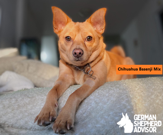 Chihuahua Basenji Mix: The Ultimate Guide