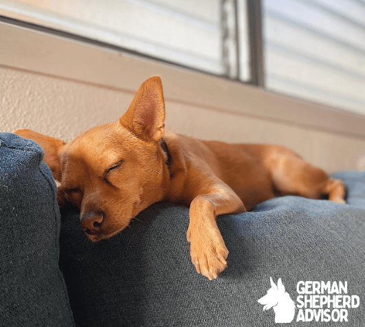 Chihuahua Basenji in sleeping style