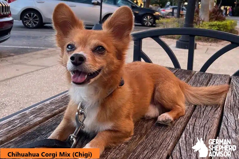 Chihuahua Corgi Mix