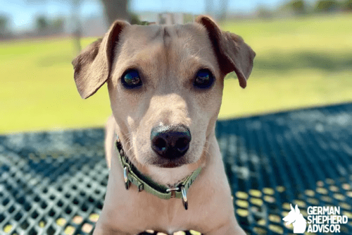 Chihuahua Dachshund Mix