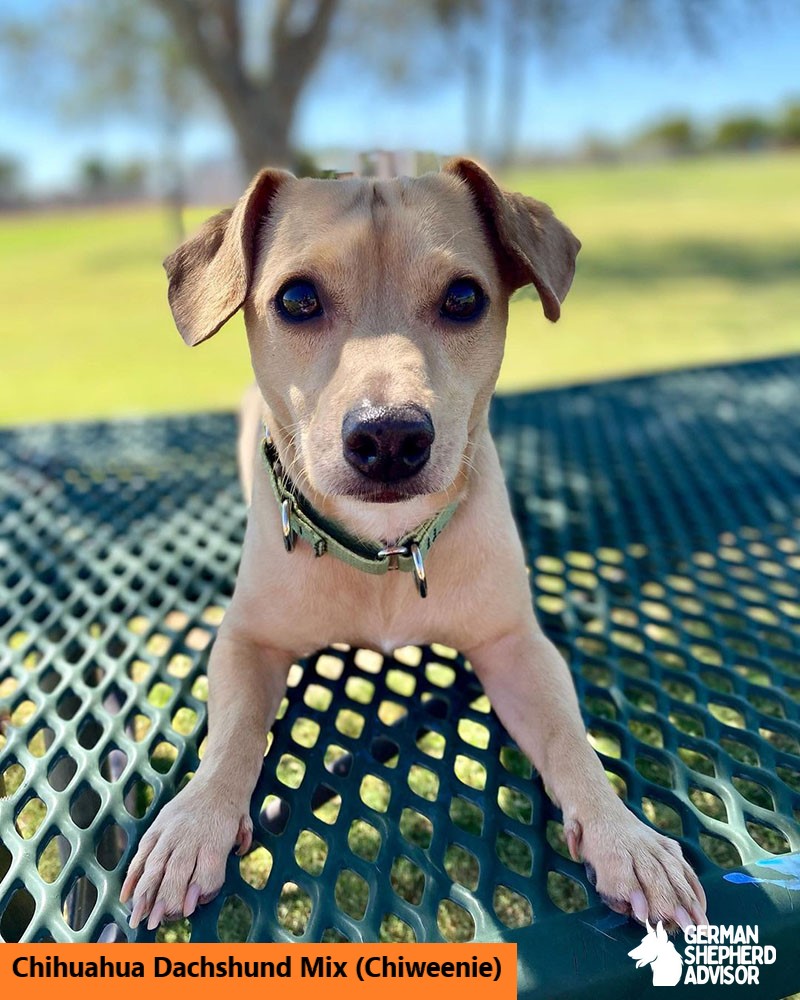 Chihuahua Dachshund Mix