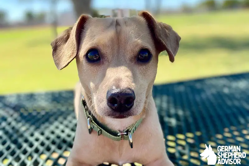 Chihuahua Dachshund Mix: Meet The Chiweenie