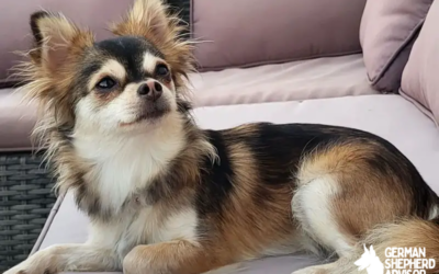 Chihuahua Husky Mix: Meet The Husky Chi