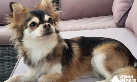 Chihuahua Husky Mix: Meet The Husky Chi