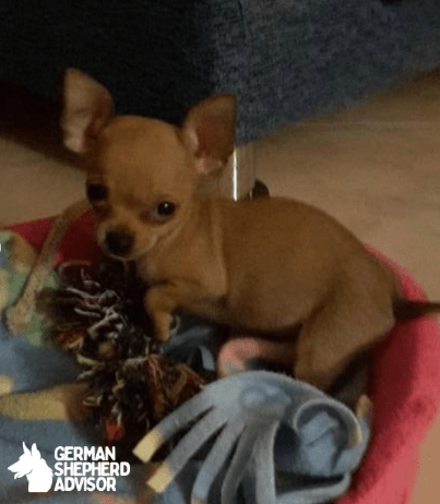 Chihuahua Italian Greyhound Mix Puppy