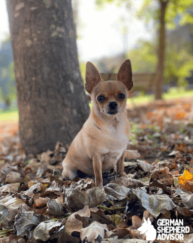 Chihuahua Italian Greyhound mixed