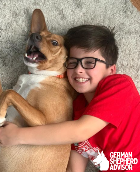 Chihuahua Labrador retriever mix is playing with a kid and enjoying