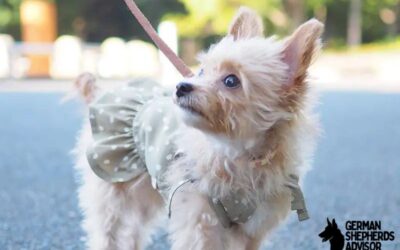 Chihuahua Poodle Mix: Meet The Chi-Poo dog