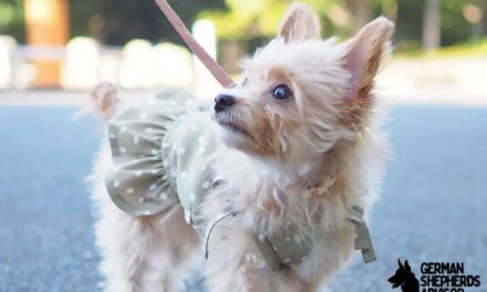 Chihuahua Poodle Mix: Meet The Chi-Poo dog