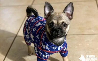 Chihuahua Pug Mix: The Chug dog info and Characteristics