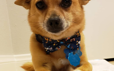 Chihuahua Shiba Inu Mix: The Ultimate Guide