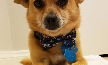 Chihuahua Shiba Inu Mix: The Ultimate Guide