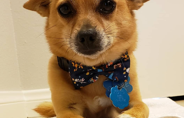 Chihuahua Shiba Inu Mix: The Ultimate Guide