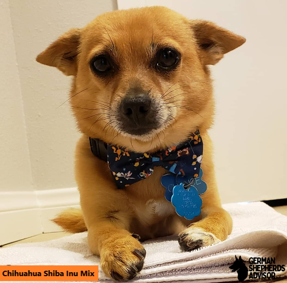 Chihuahua Shiba Inu Mix: The Ultimate Guide