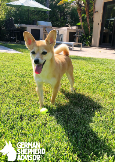 Chihuahua Shiba Inu mix walking in lawn