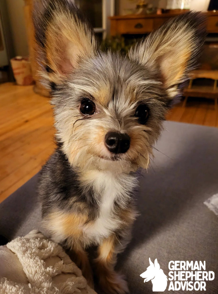 Chihuahua Yorkie mix dog