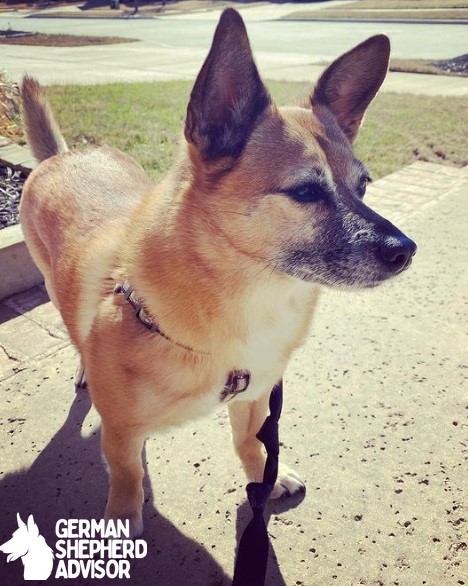 Chihuahua and Beagle mix dog