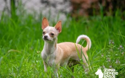 35 Adorable Chihuahua Mix Breeds You Have to See