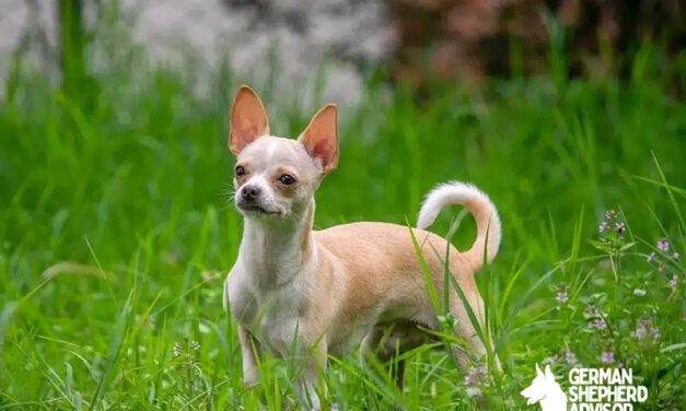 35 Adorable Chihuahua Mix Breeds You Have to See