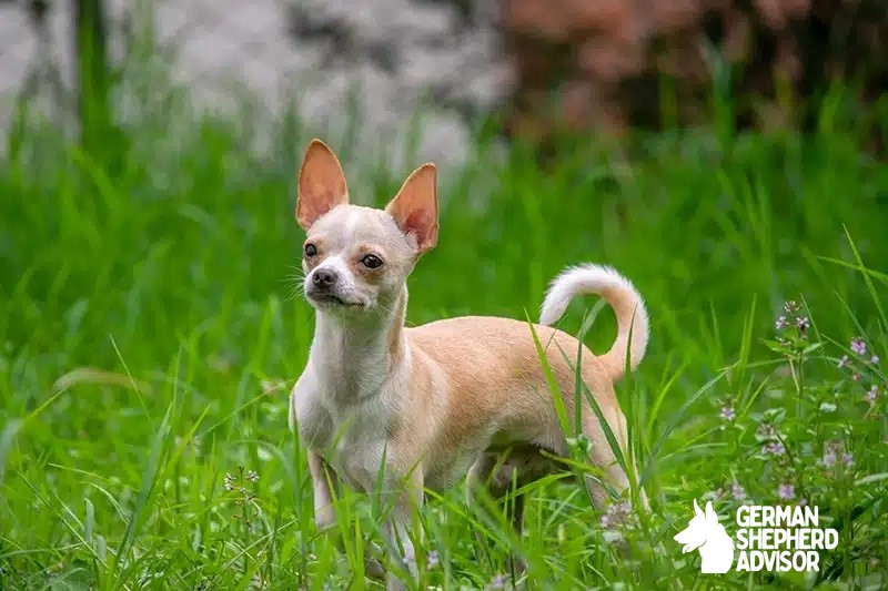 Chihuahua Mixed Breeds