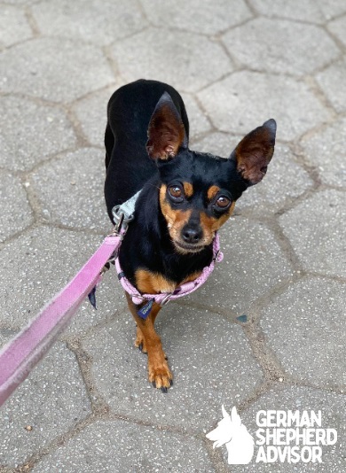 Chihuahua mixed with Miniature Pinscher dog is ready for exercise