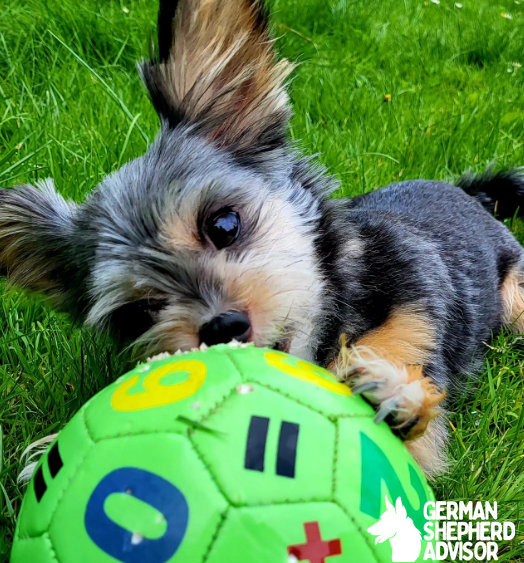 Chihuahua mixed with Yorkie