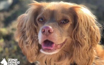 Cocker Spaniel Chihuahua mix: Meet The Chi-Spaniel