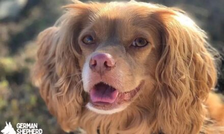 Cocker Spaniel Chihuahua mix: Meet The Chi-Spaniel