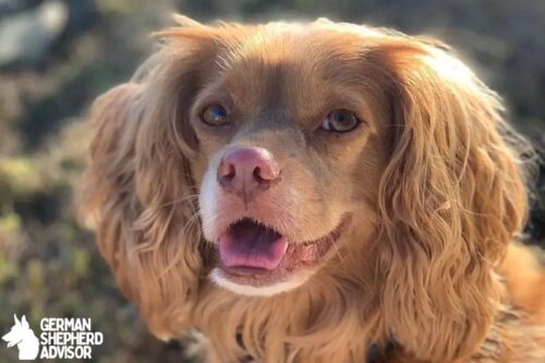 Cocker Spaniel Chihuahua mix