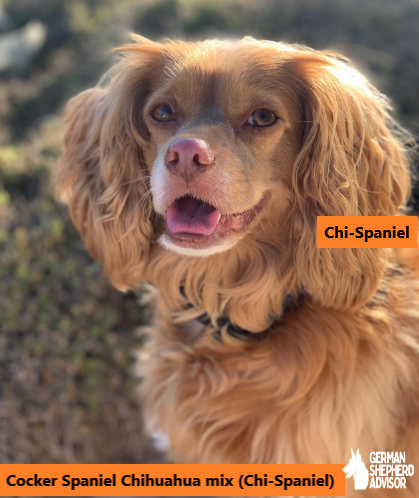 Cocker Spaniel Chihuahua mix