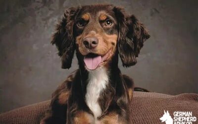 Cocker Spaniel Dachshund Mix: The Ultimate Guide